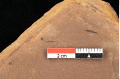 Foto (Detailsansicht) von Quercus palaeoilex Ettingshausen (NHMW-GEO-2024-0188-0963)